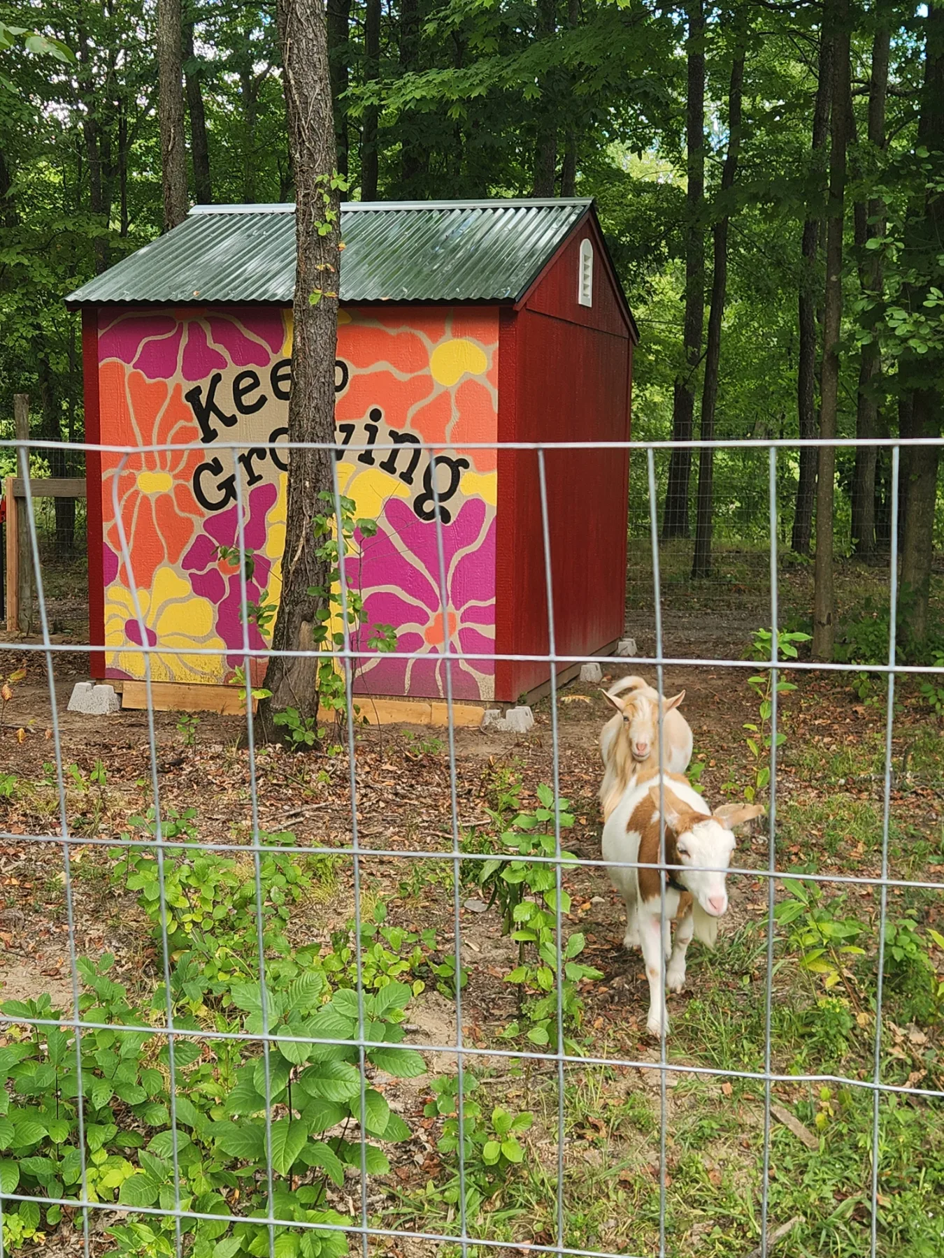 Animal Pen and Storage Shed project photo 4